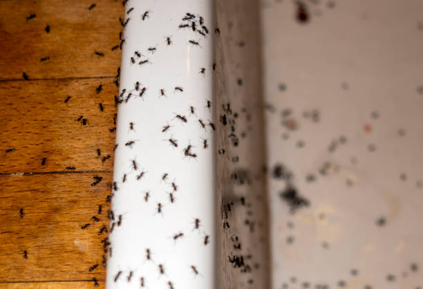 Flea Control Services in Rocky Ford, CO